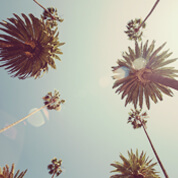 Palm trees under blue sky in Mexico.