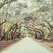 An alley in a forest.